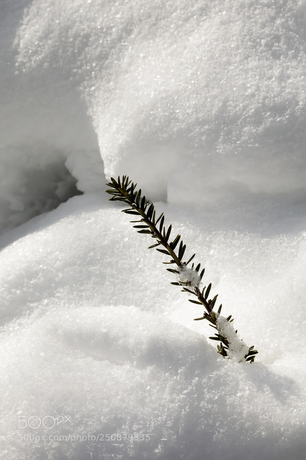 Canon EOS 5D Mark II sample photo. Snow and pine branch photography