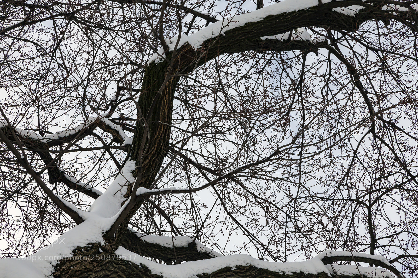Canon EOS 5D Mark II sample photo. Snow and tree photography