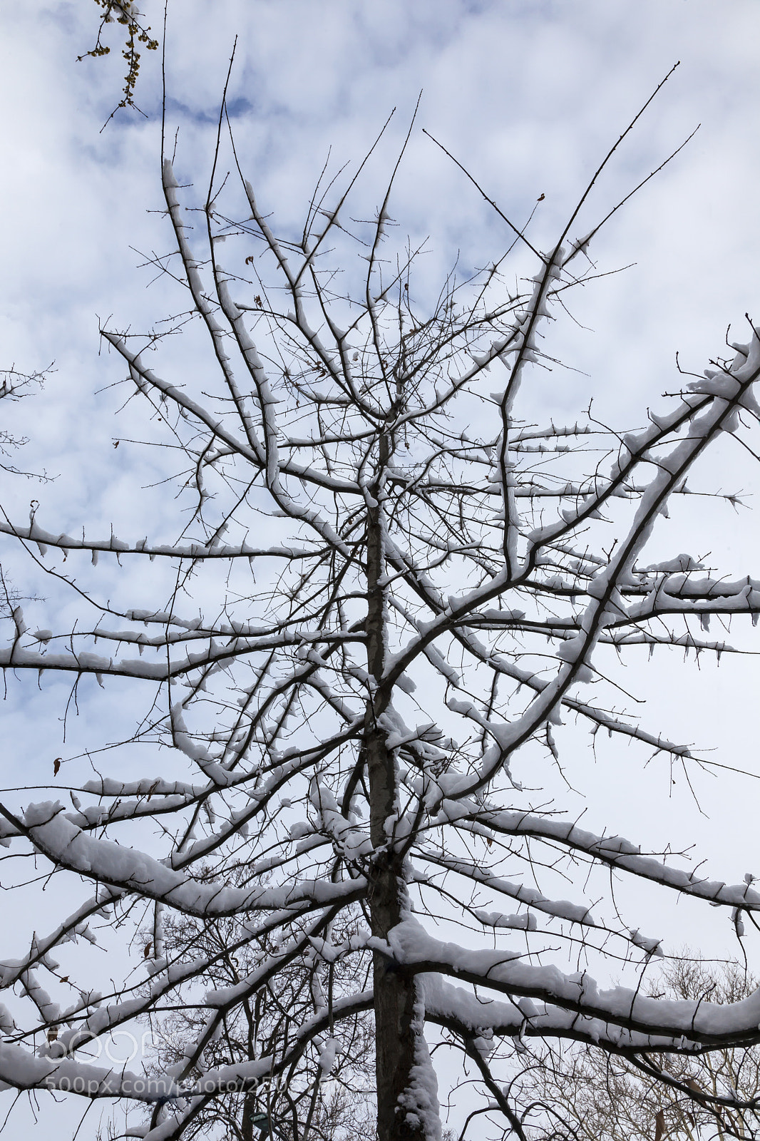 Canon EOS 5D Mark II sample photo. Snow tree sky and photography