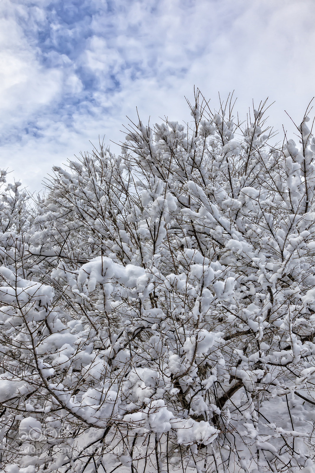 Canon EOS 5D Mark II sample photo. Snow clouds and branches photography