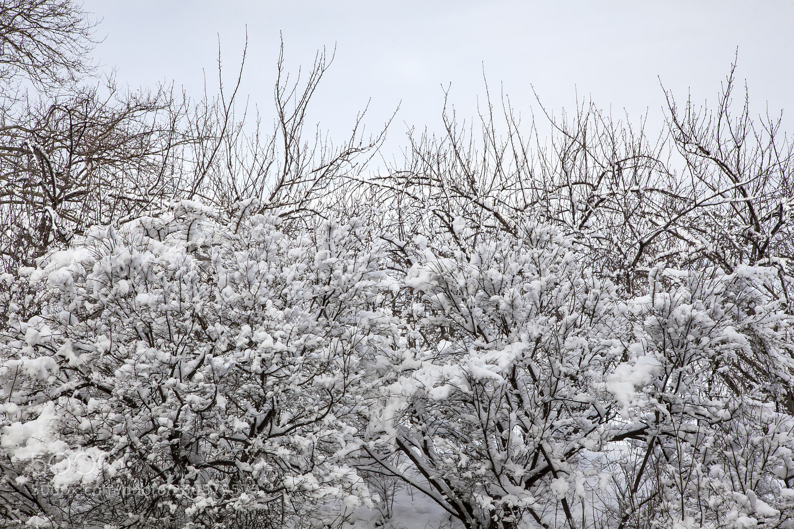 Canon EOS 5D Mark II sample photo. Snow and bushes photography