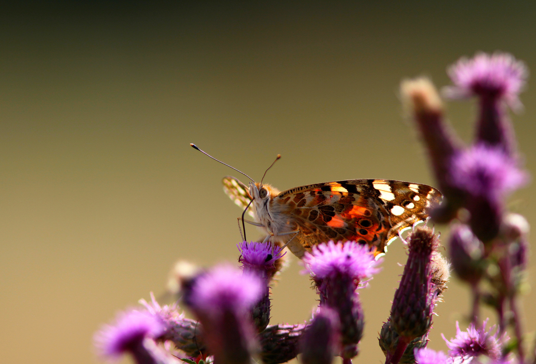 Canon EF 300mm F4L IS USM sample photo. The painted lady butterfly... photography