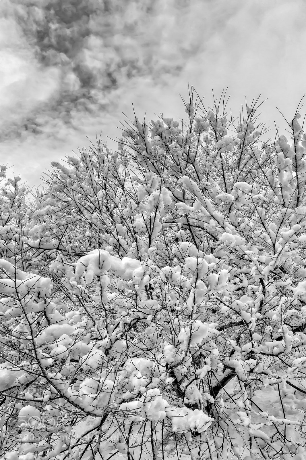 Canon EOS 5D Mark II sample photo. Snow clouds and branches photography