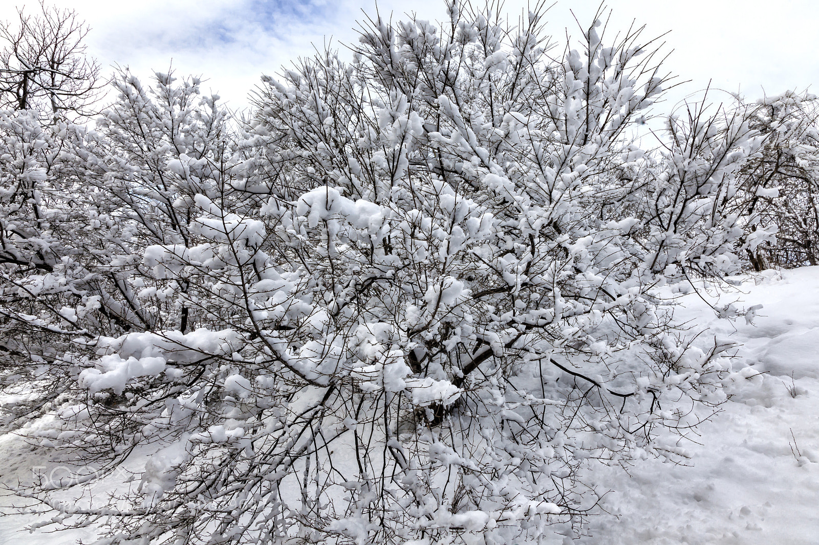Canon EOS 5D Mark II sample photo. Snow branches trees and photography