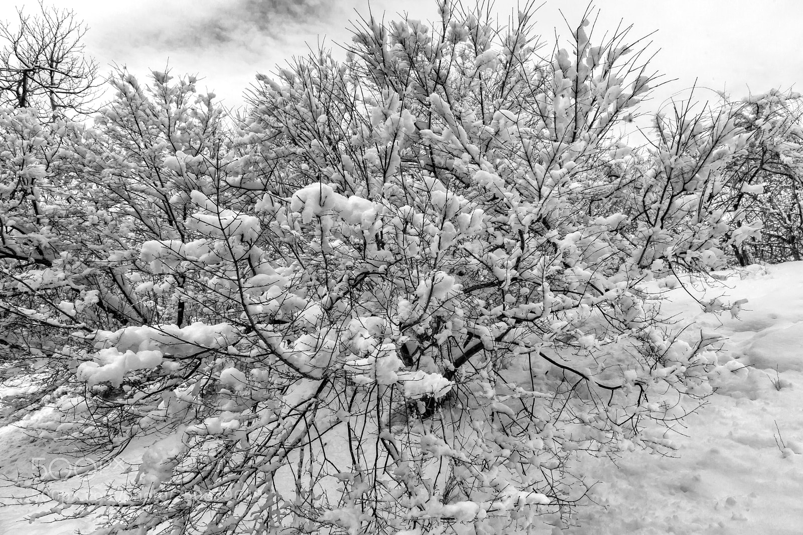 Canon EOS 5D Mark II sample photo. Snow branches trees and photography