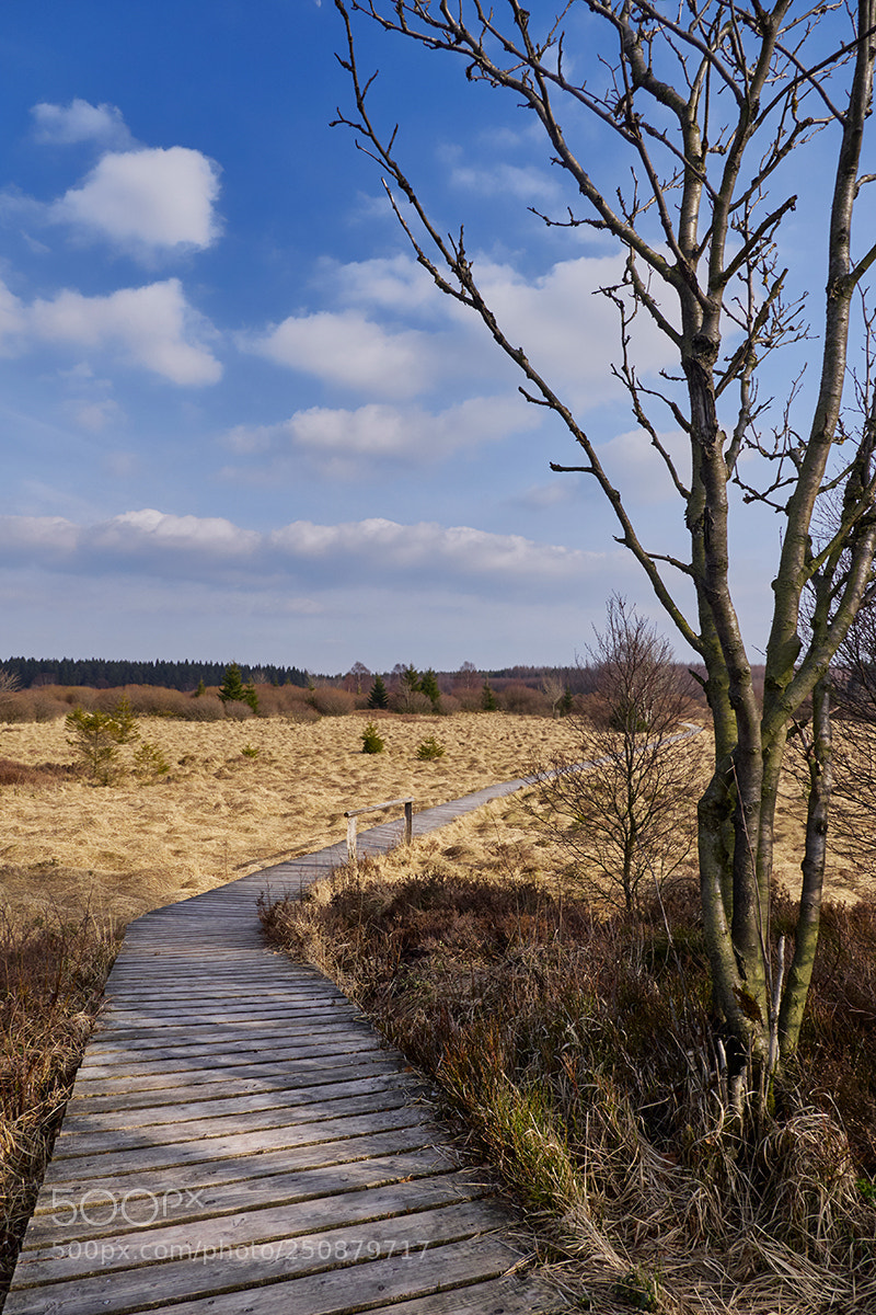 Panasonic Lumix DMC-GX8 sample photo. The way ... photography
