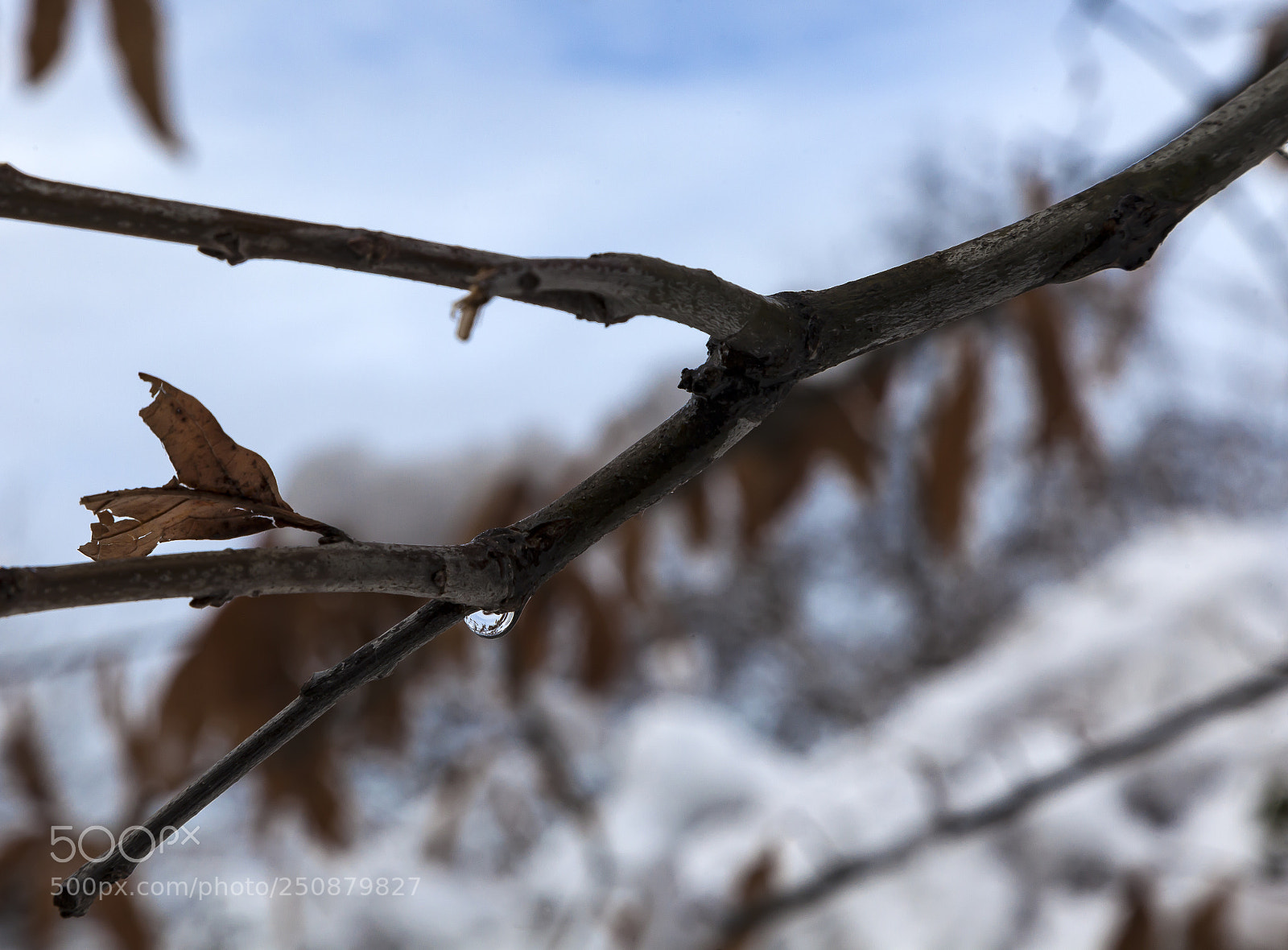 Canon EOS 5D Mark II sample photo. Water drop on branch photography