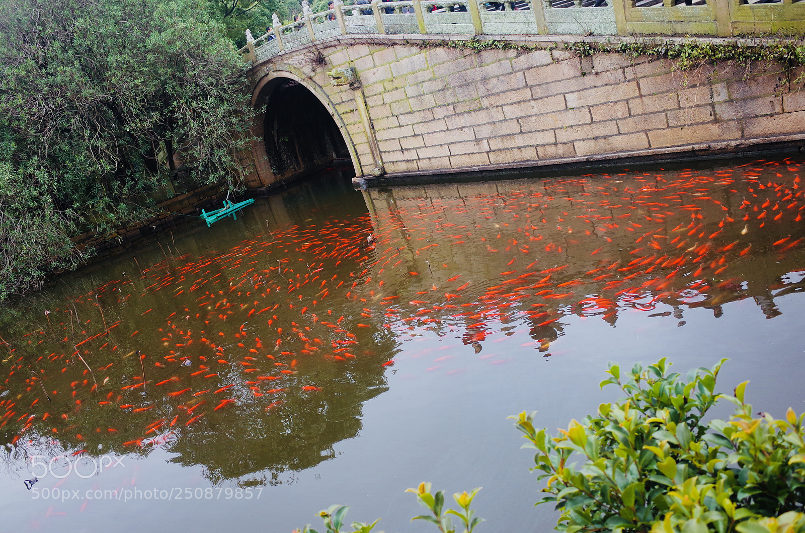 Ricoh GR II sample photo. Pool with red fish photography