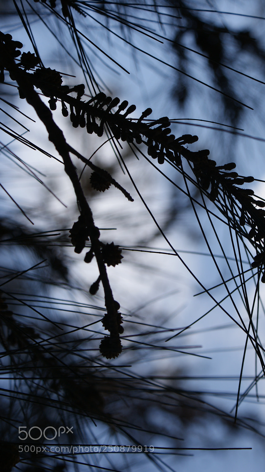 Sony Alpha DSLR-A200 sample photo. Lines photography