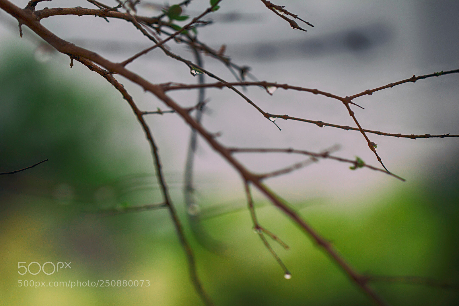 Canon EOS 600D (Rebel EOS T3i / EOS Kiss X5) sample photo. Rainy afternoon photography