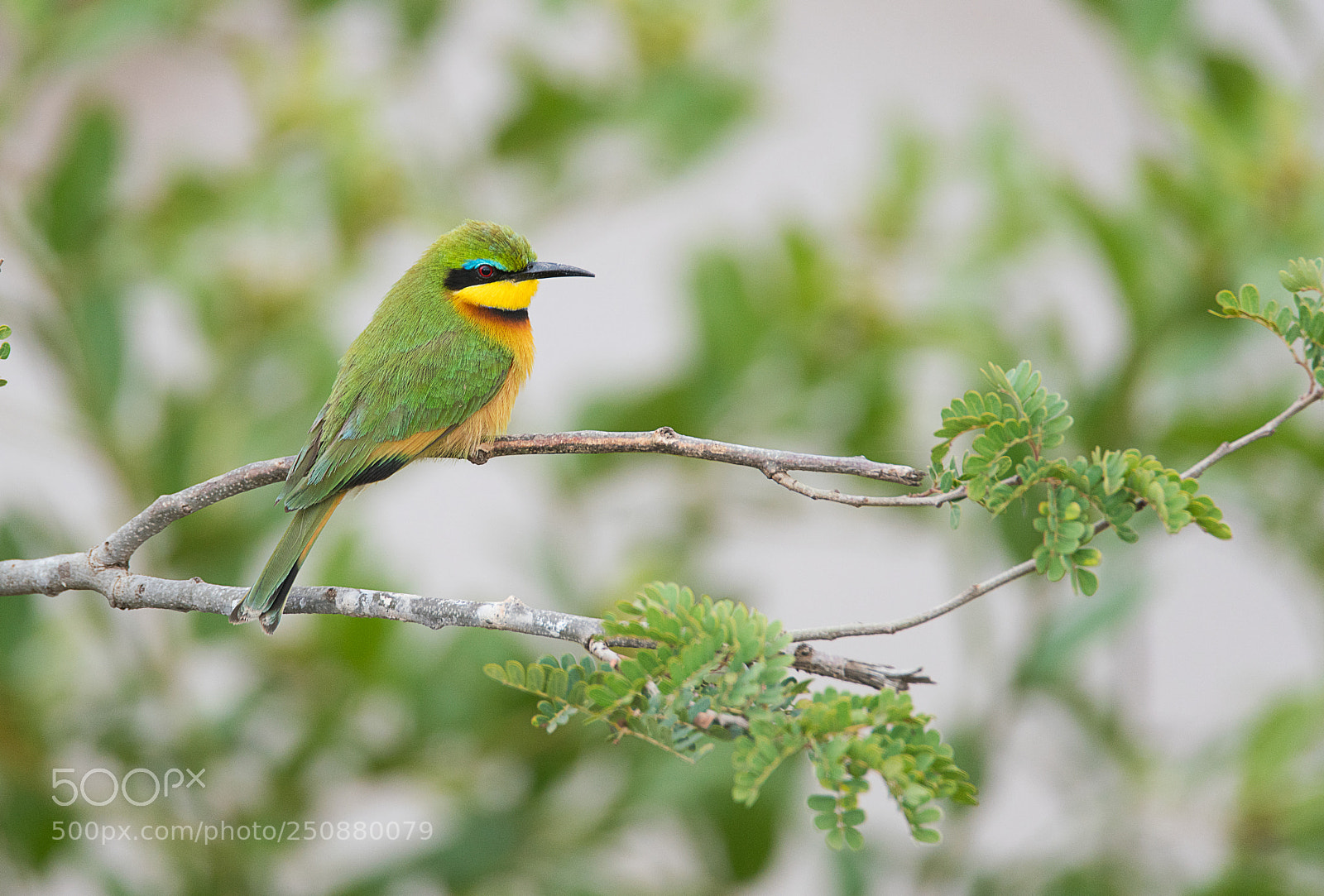 Sony a99 II sample photo. Little bee eater photography