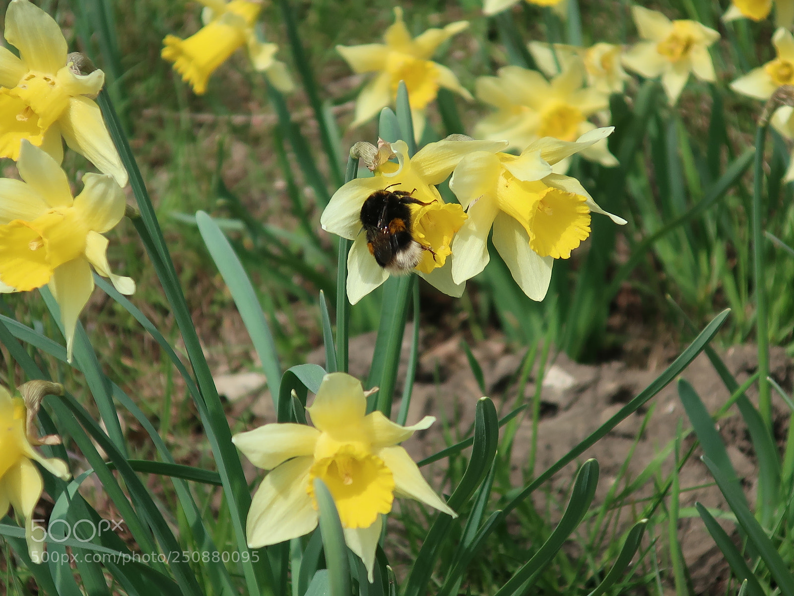 Canon PowerShot G9 X Mark II sample photo. Spring scene photography