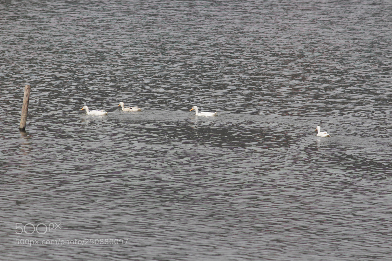 Canon EF-S 55-250mm F4-5.6 IS II sample photo. Img photography