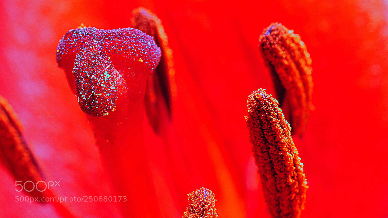 Nikon D5000 sample photo. Inside a flower photography