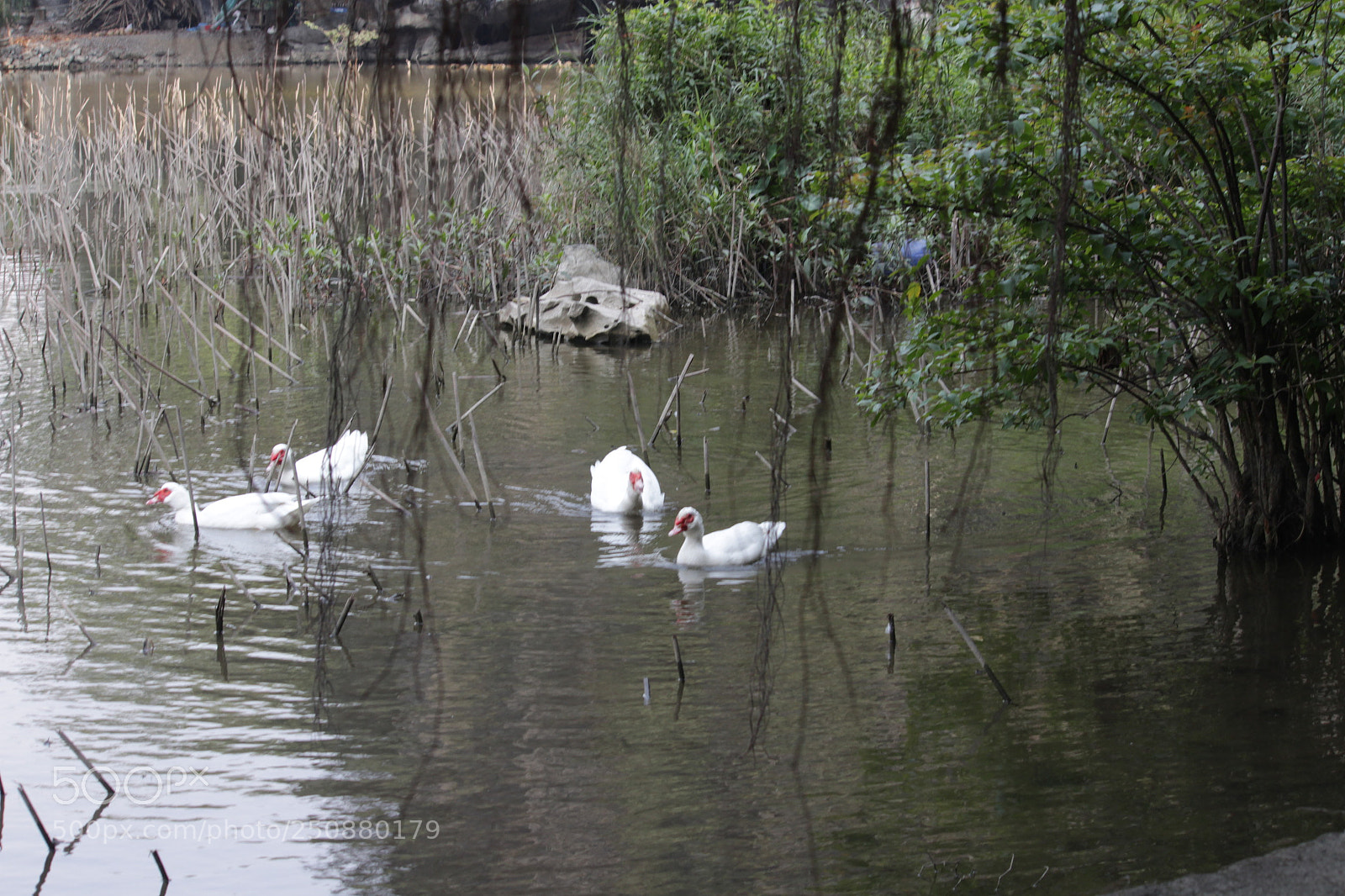 Canon EF-S 55-250mm F4-5.6 IS II sample photo. Img photography