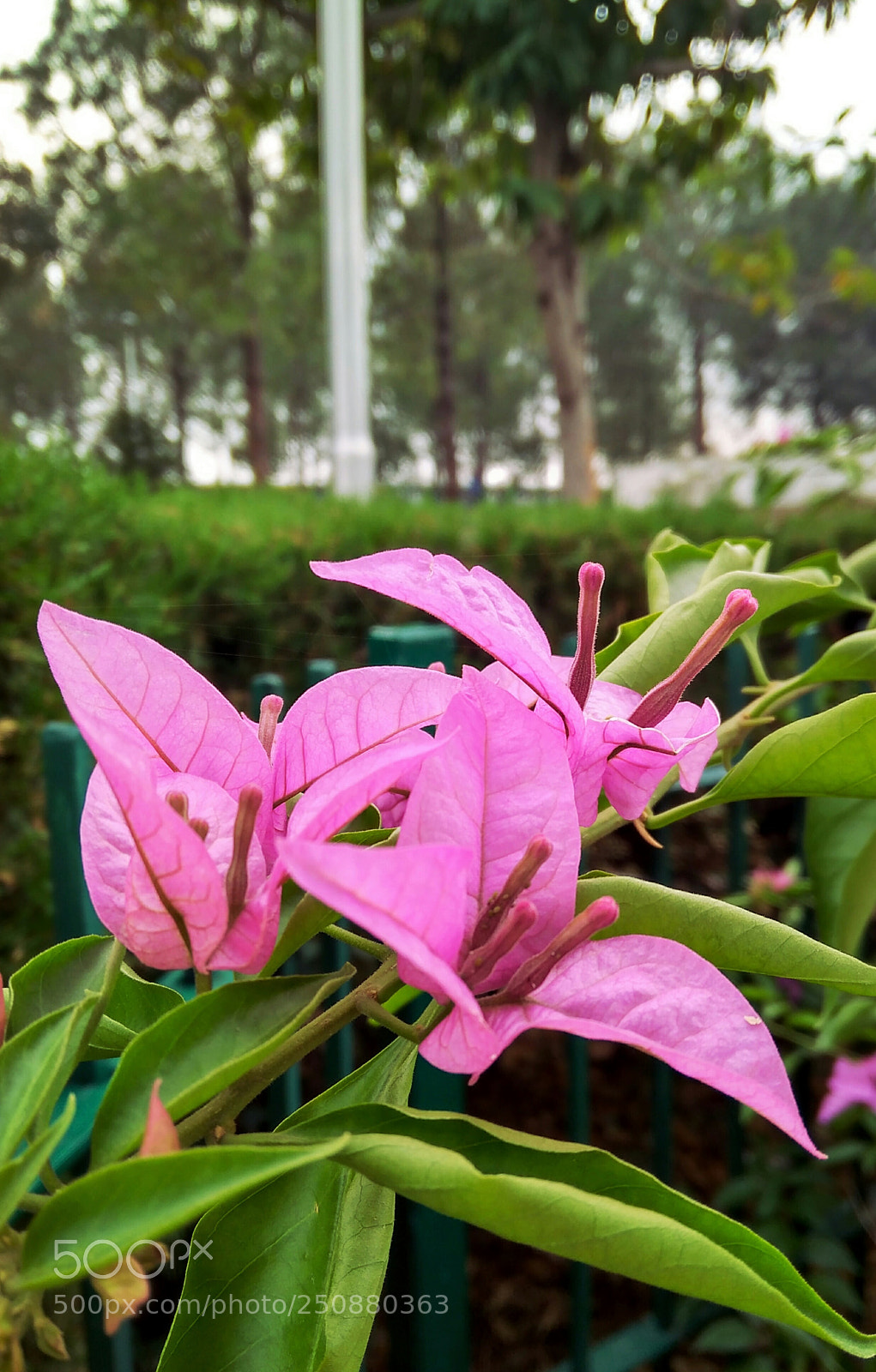 Xiaomi Redmi 4A sample photo. Untitled photography