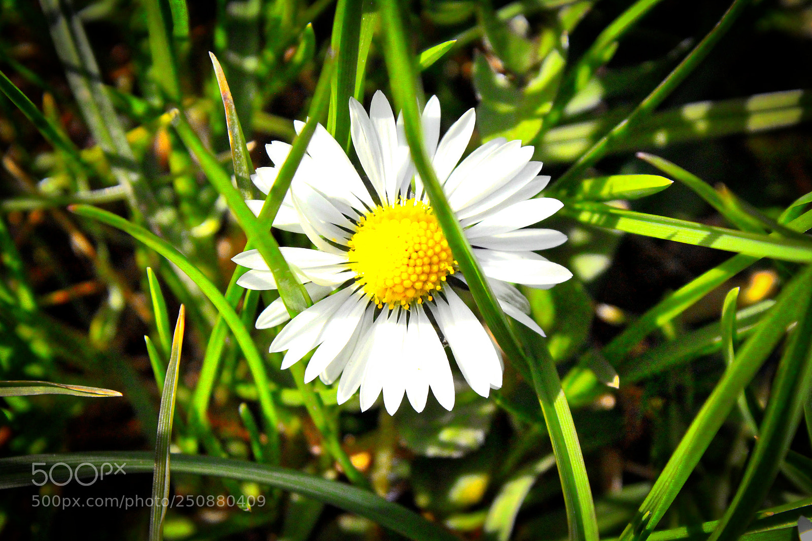 Canon EOS 1200D (EOS Rebel T5 / EOS Kiss X70 / EOS Hi) sample photo. Blume photography