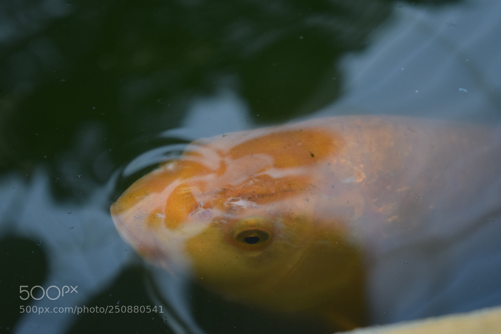 Nikon D3300 sample photo. Gold fish photography
