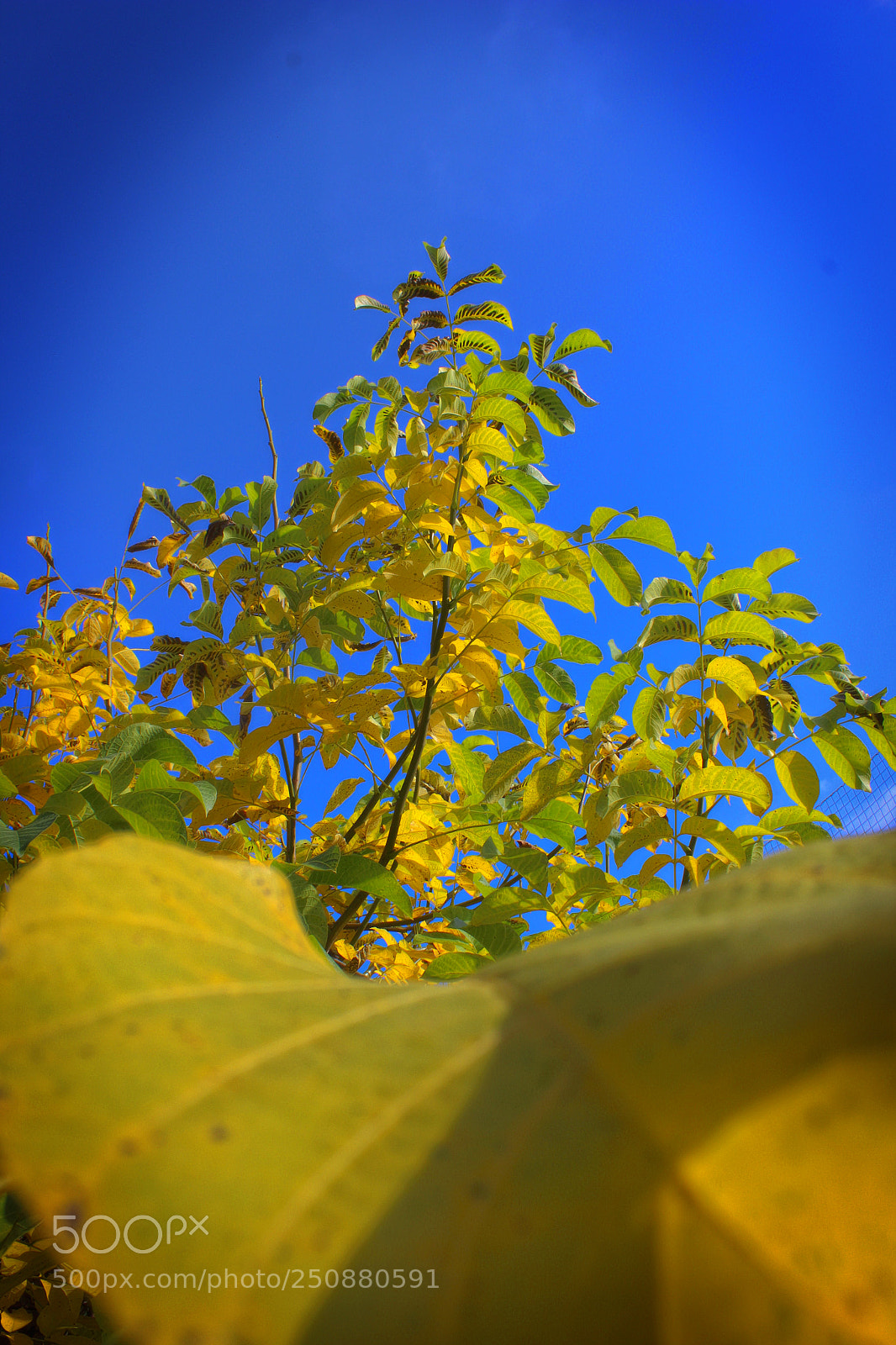 Canon EOS 1200D (EOS Rebel T5 / EOS Kiss X70 / EOS Hi) sample photo. Herbst photography
