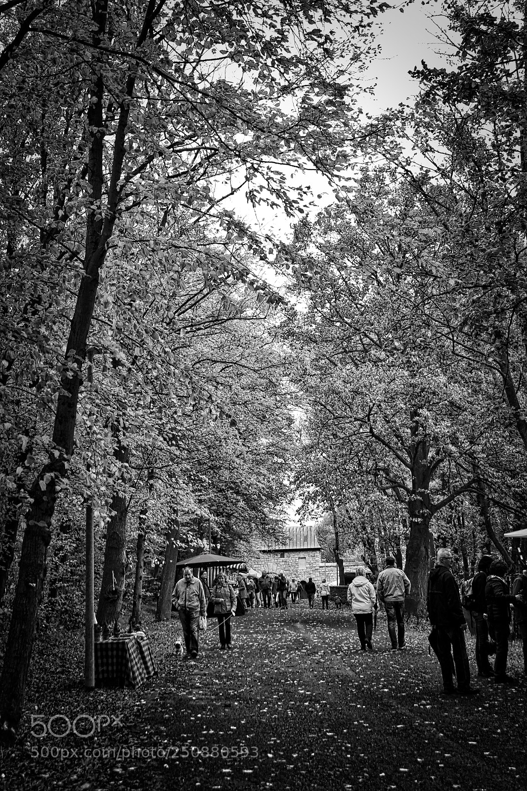 Canon EOS 1200D (EOS Rebel T5 / EOS Kiss X70 / EOS Hi) sample photo. Herbst photography