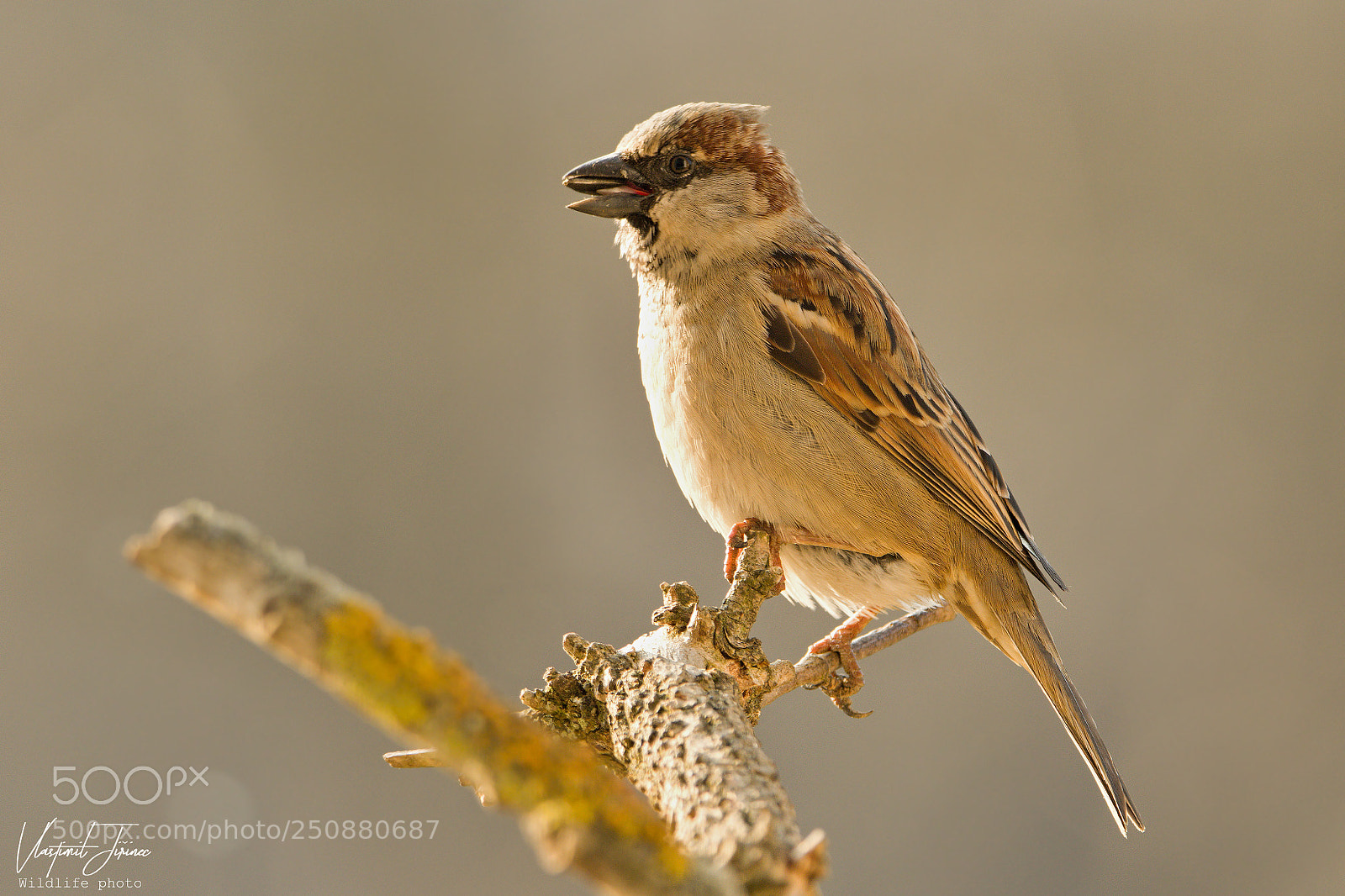 Canon EOS 7D Mark II sample photo. Passer domesticus photography
