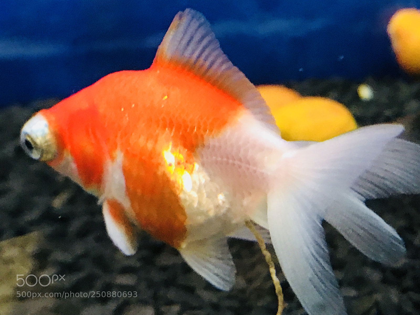 Apple iPhone 7 Plus sample photo. Special  photography