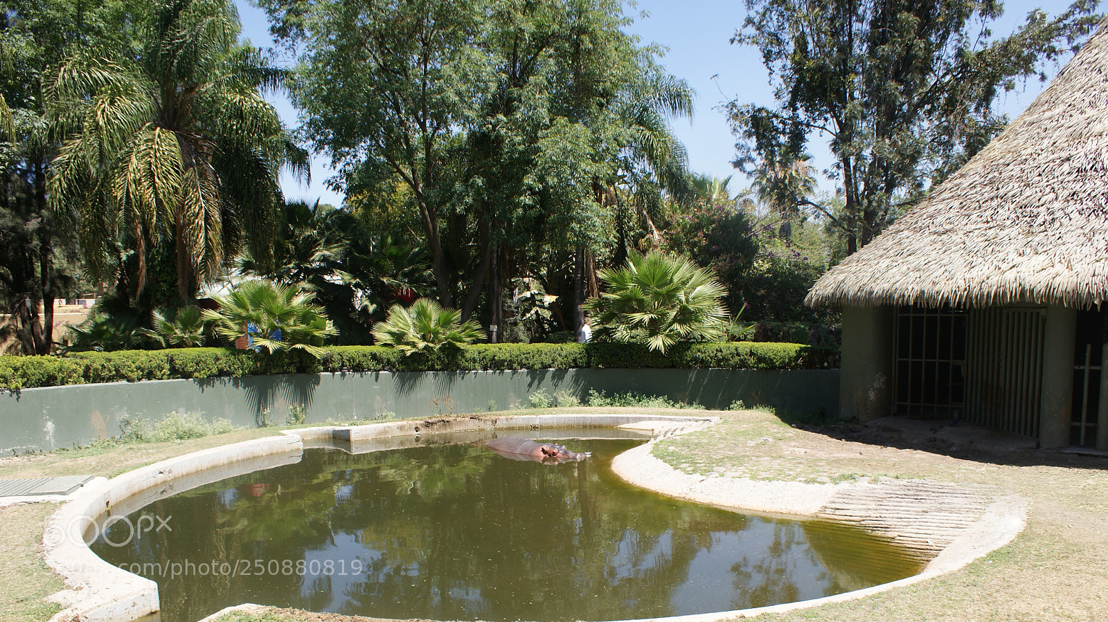 Sony DT 18-70mm F3.5-5.6 sample photo. Hipo y su habitad photography