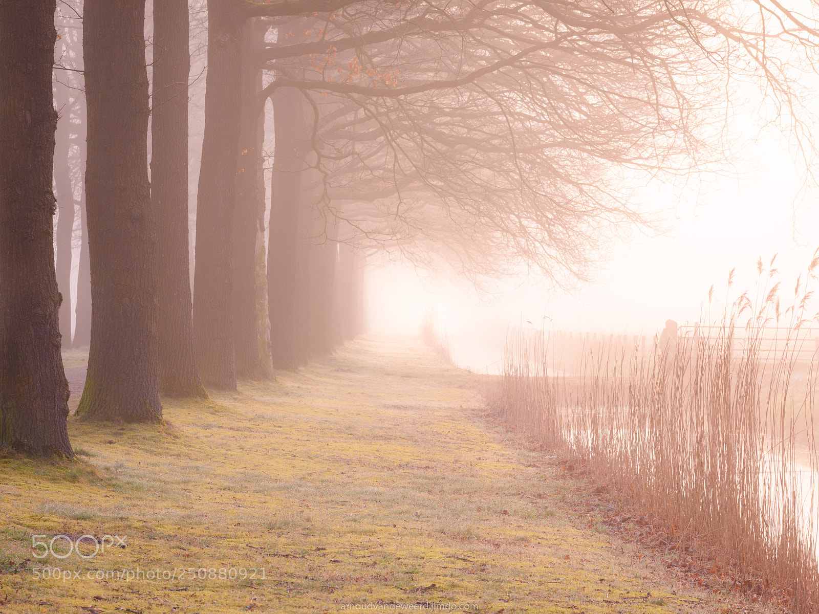 Nikon D7200 sample photo. Foggy morning photography
