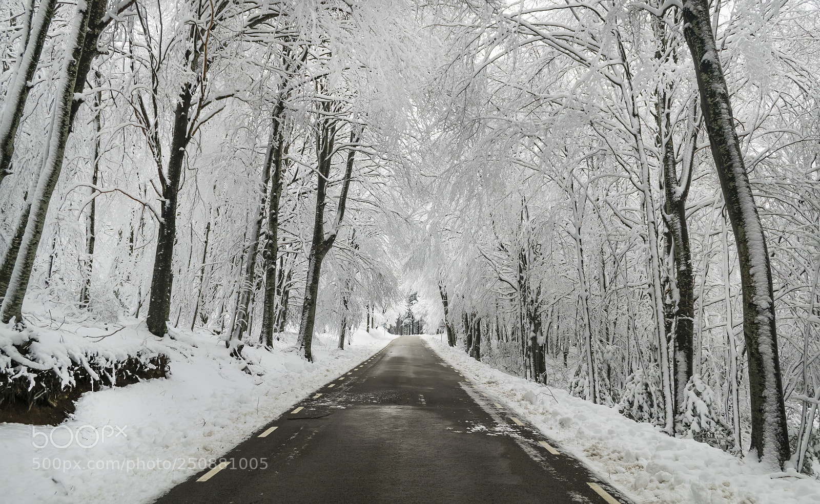Nikon D3100 sample photo. Magic forest photography