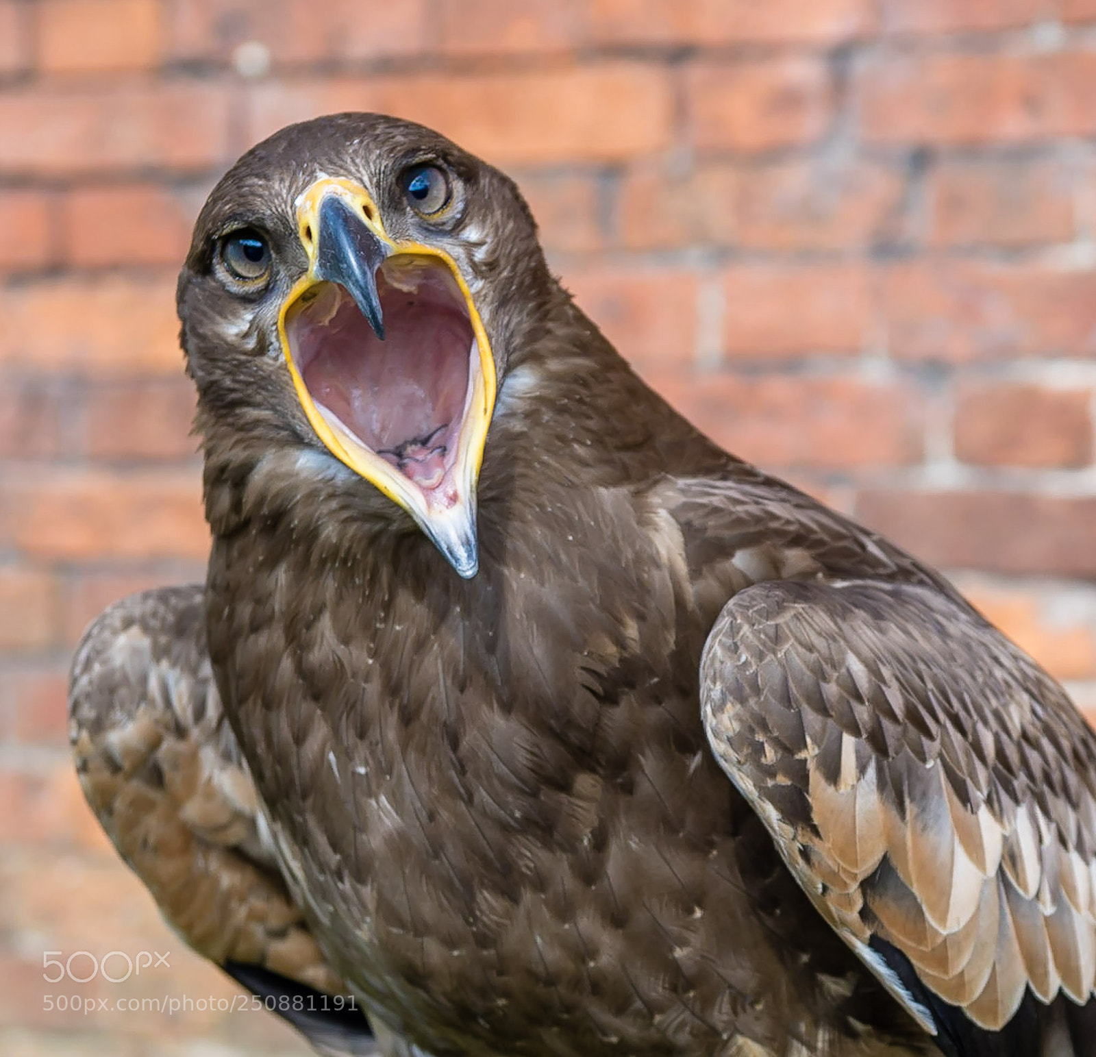 Nikon D500 sample photo. Where's my dinner! photography