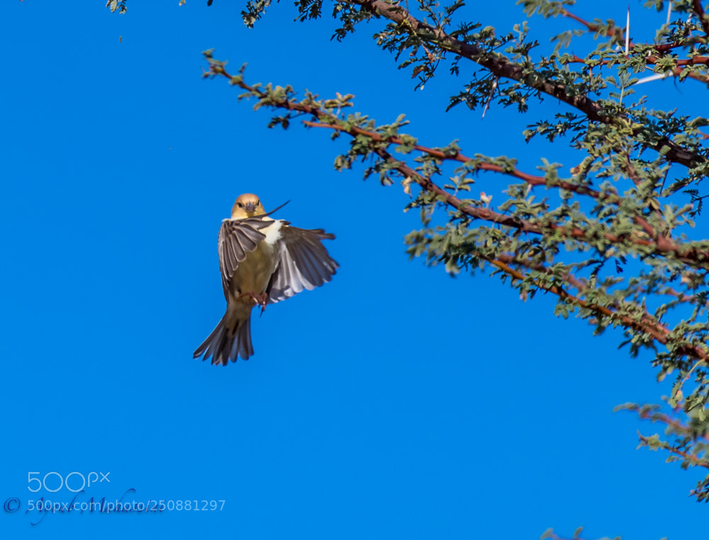Nikon D5 sample photo. Golden sparrow photography