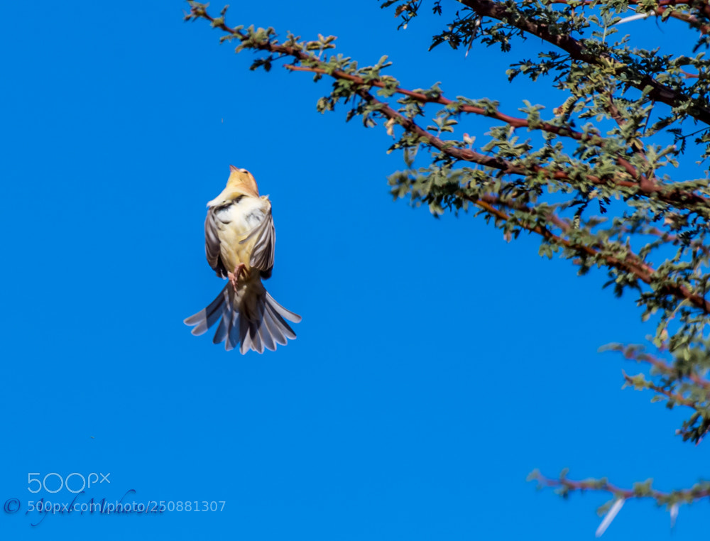 Nikon D5 sample photo. Golden sparrow photography