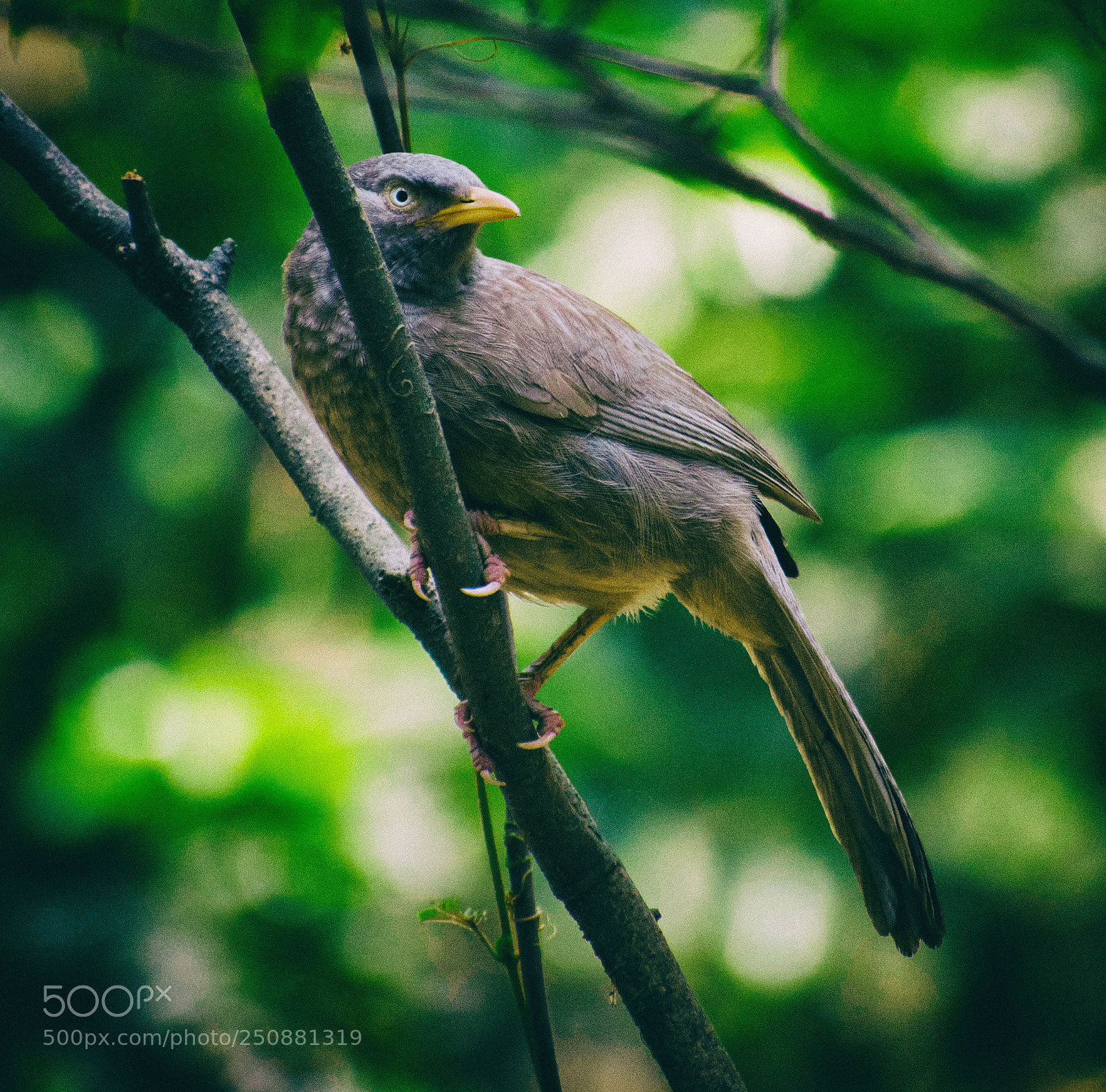 Nikon D5500 sample photo. Jungle babbler photography