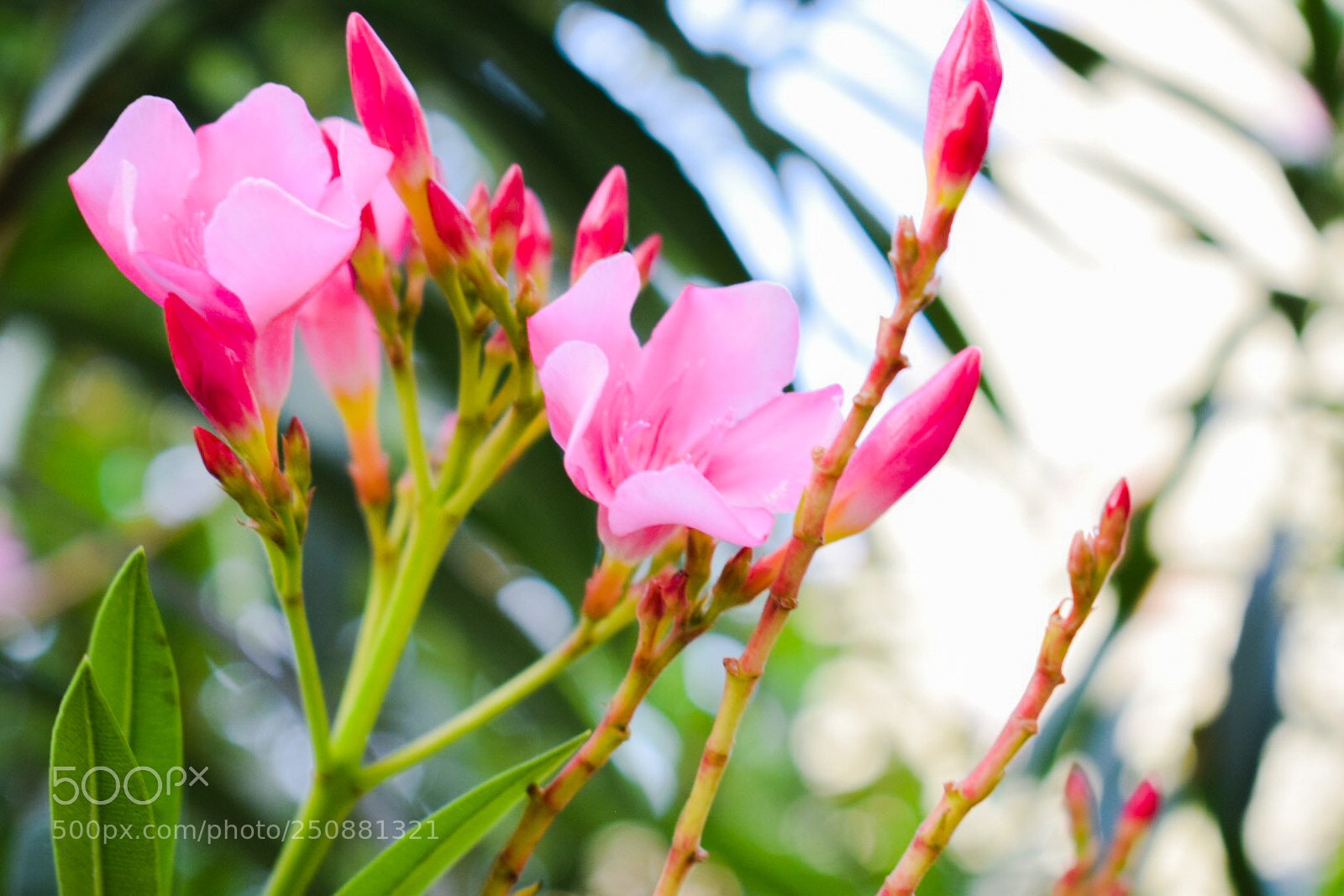 Nikon D5300 sample photo. Untitled photography