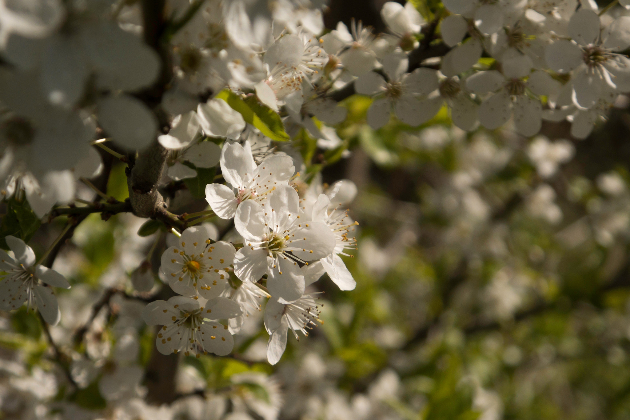 Fujifilm FinePix HS50 EXR sample photo. Spring's flower photography