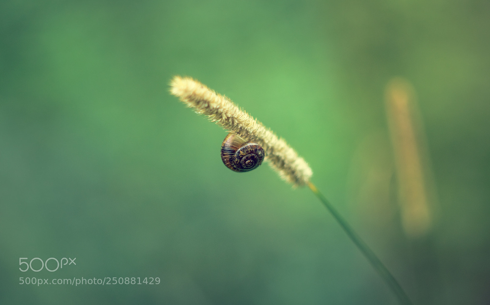 Canon EOS 600D (Rebel EOS T3i / EOS Kiss X5) sample photo. Sleepy snail photography