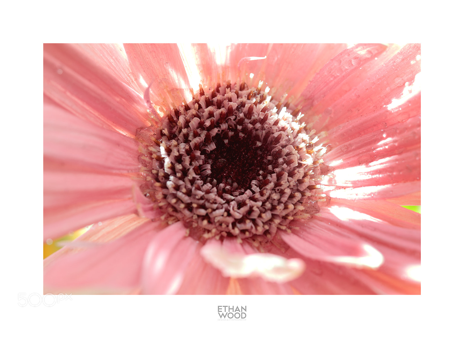 Canon EOS 80D sample photo. Gerbera photography
