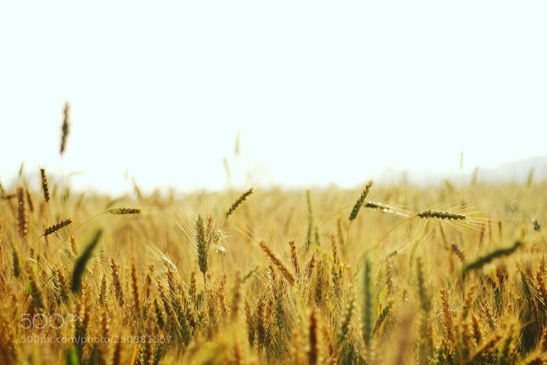 Canon EOS 700D (EOS Rebel T5i / EOS Kiss X7i) sample photo. Village farms photography