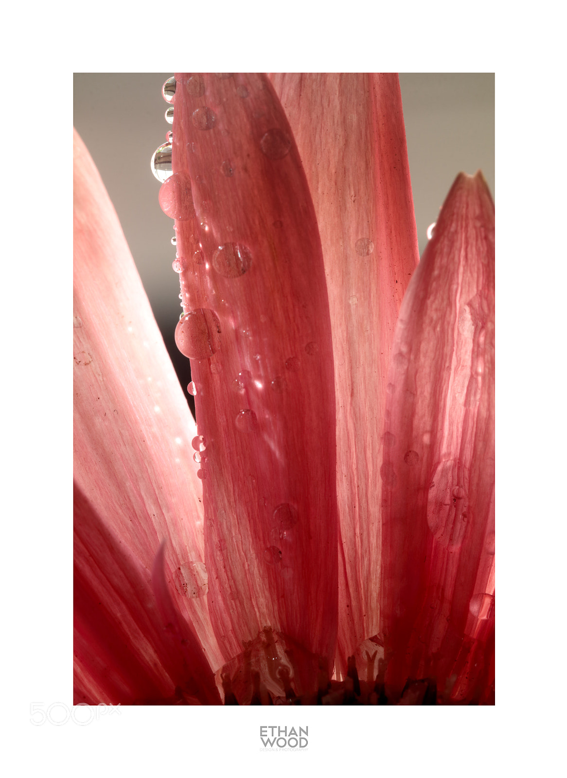 Canon EOS 80D sample photo. Gerbera photography