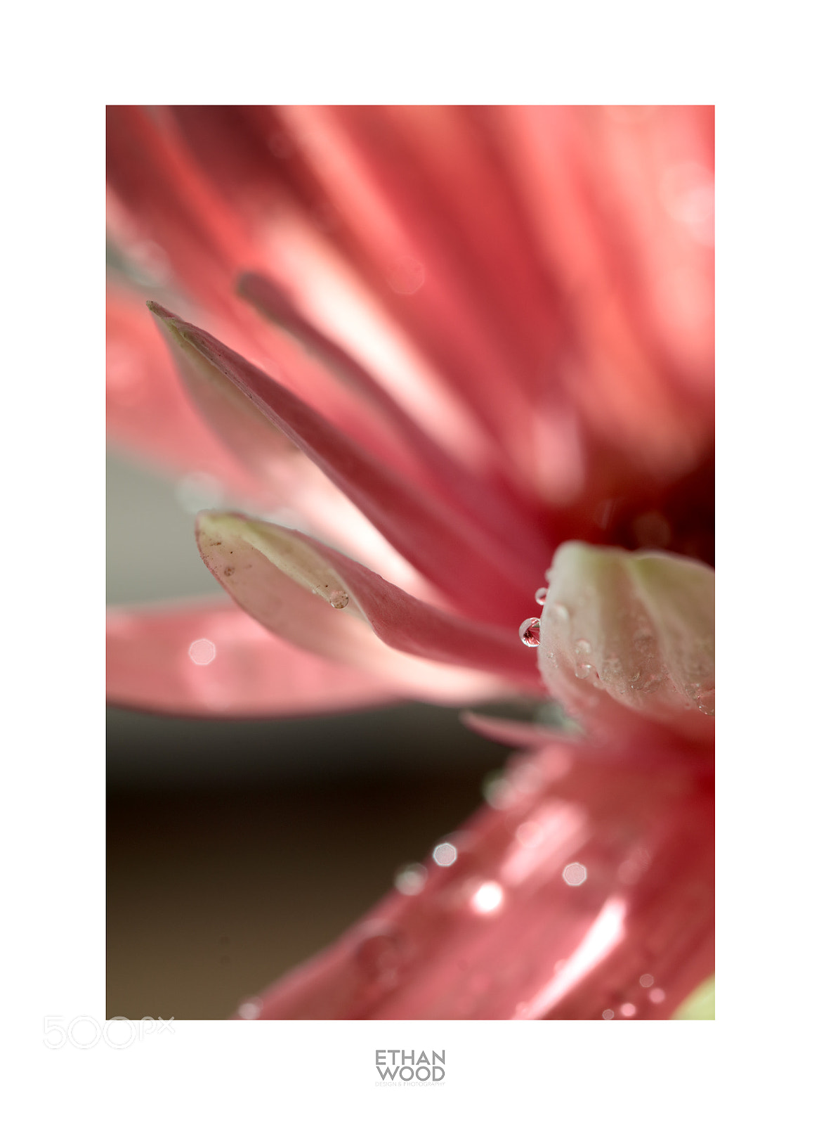 Canon EOS 80D sample photo. Gerbera photography