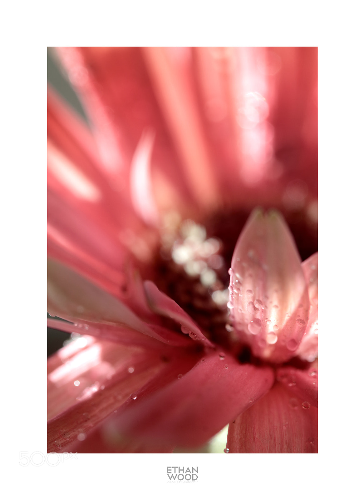 Canon EOS 80D sample photo. Gerbera photography