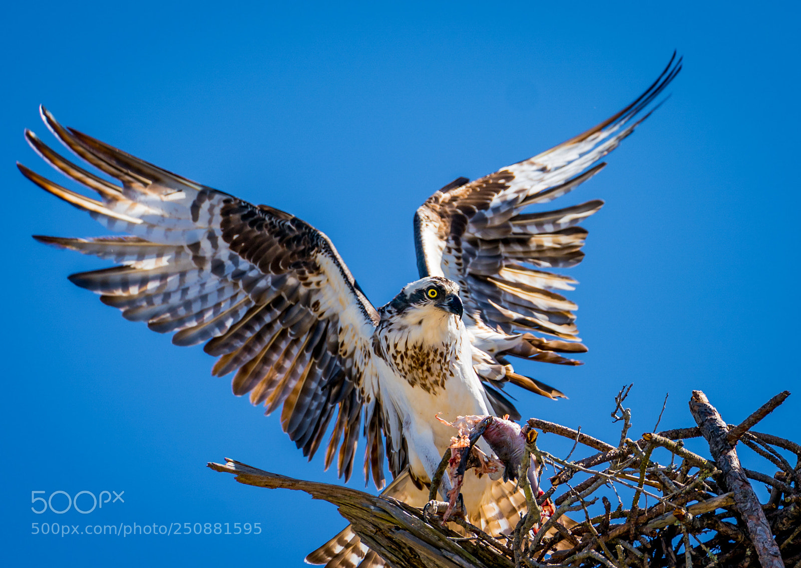 Sony a9 sample photo. Spreading wings photography