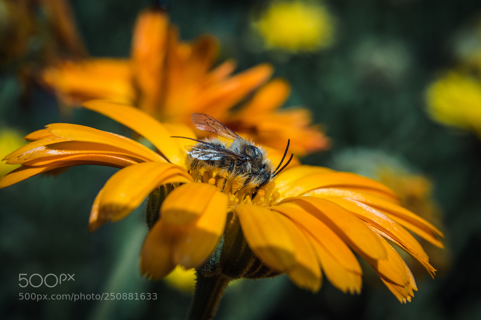 Nikon D7100 sample photo. Untitled photography