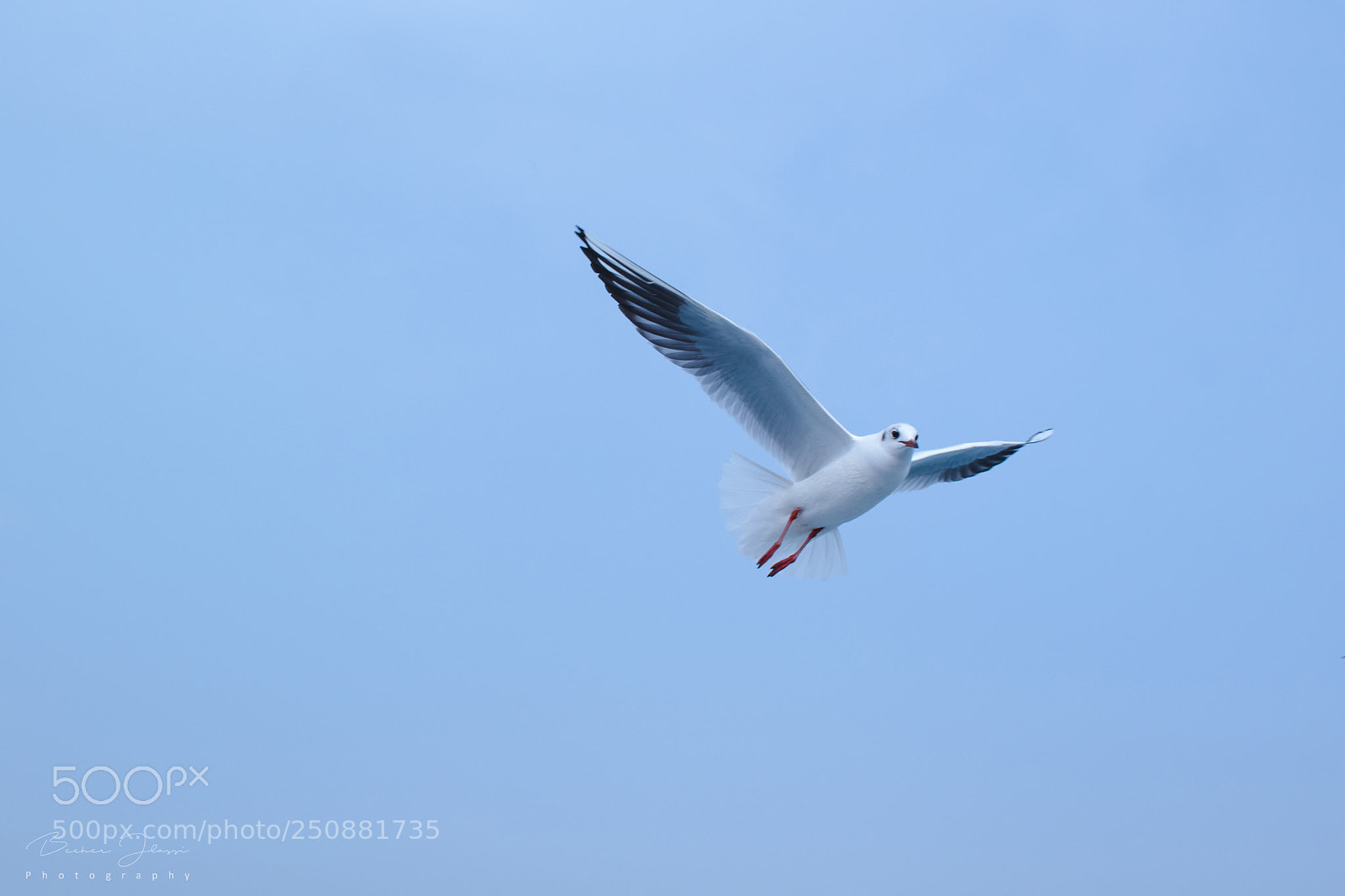 Nikon D5300 sample photo. Flying seagull photography