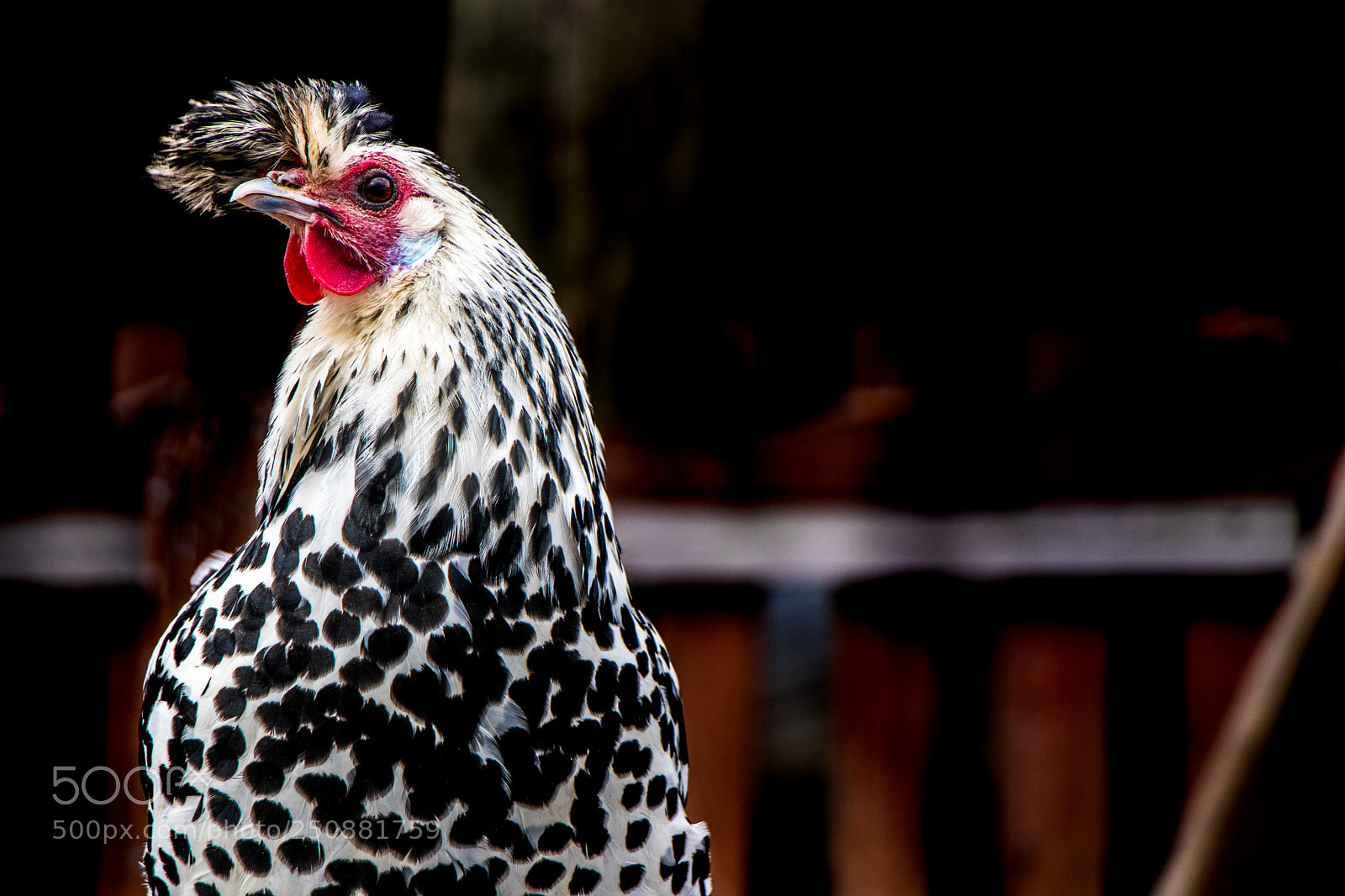 Canon EOS 77D (EOS 9000D / EOS 770D) sample photo. Bird of colors photography