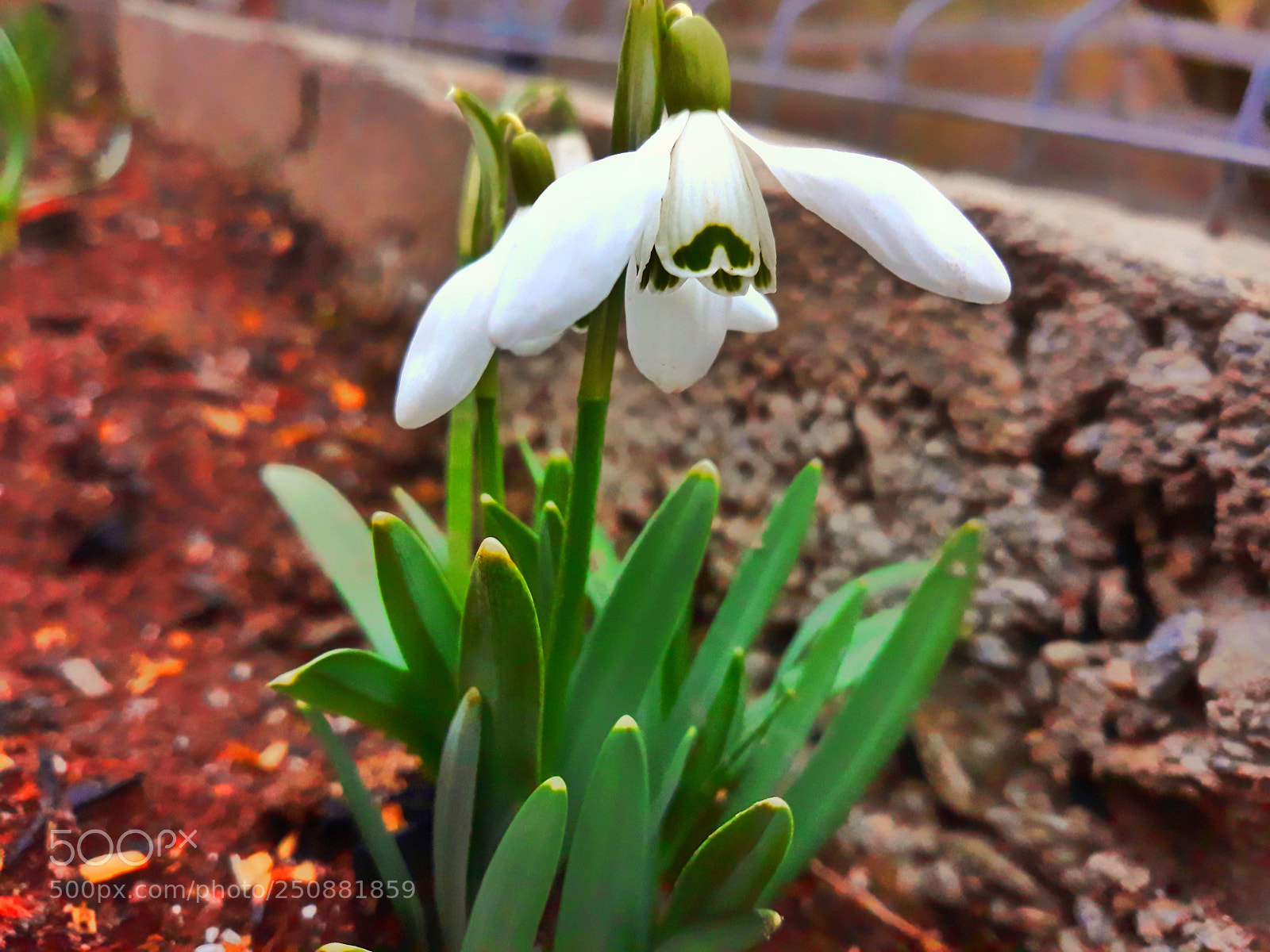 Samsung Galaxy J5 sample photo. Untitled photography