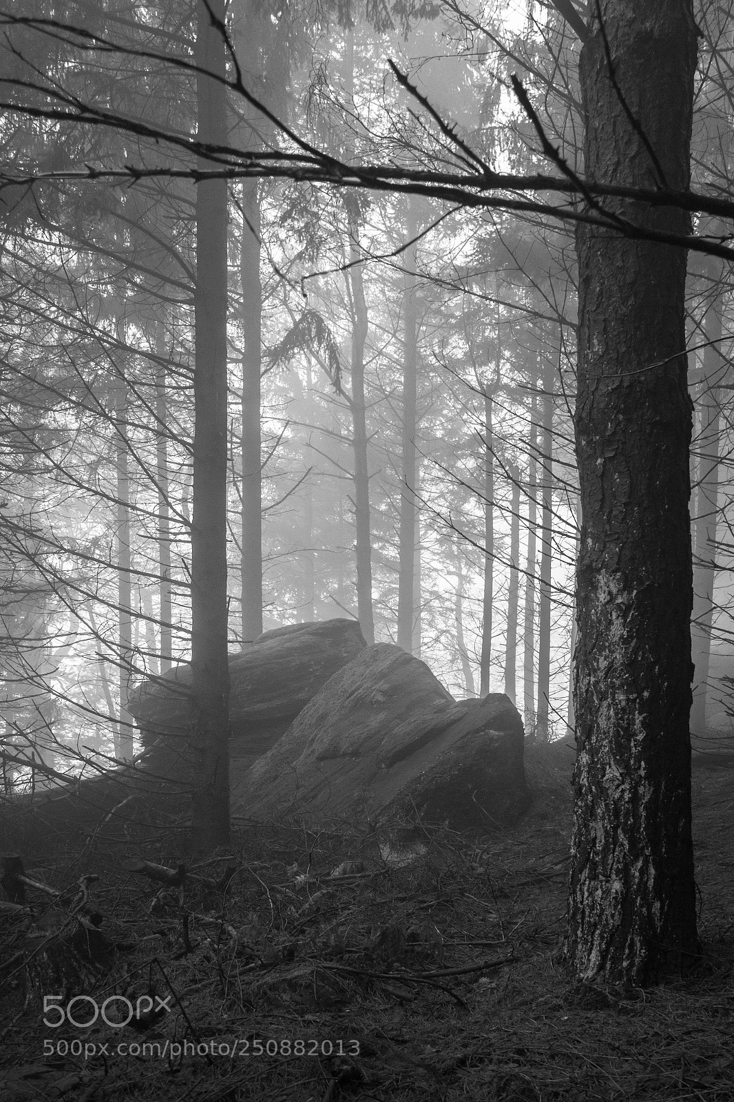 Canon EOS 7D sample photo. Creepy forest photography