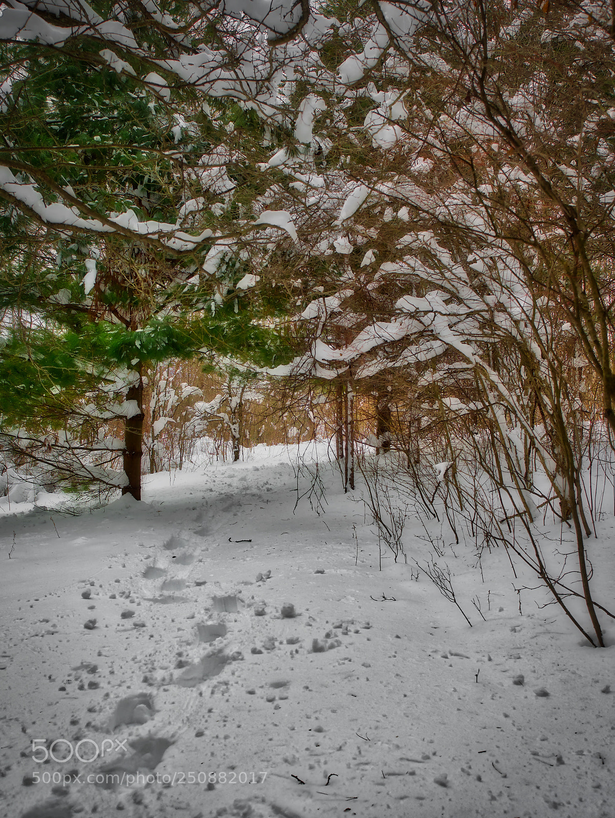 Olympus OM-D E-M1 sample photo. Afternoon snowshoe photography