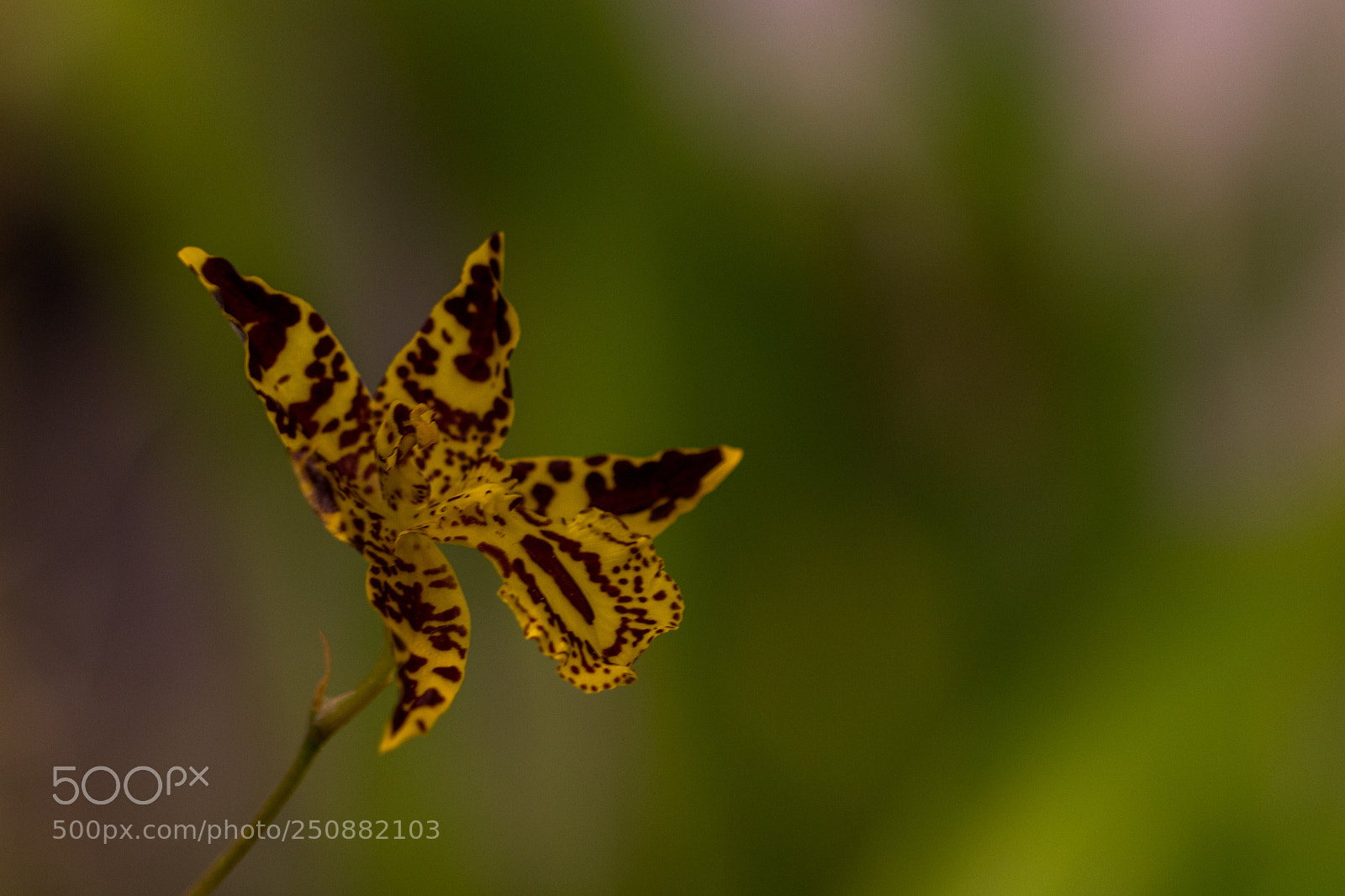 Canon EOS 70D sample photo. Orchidée 2 photography