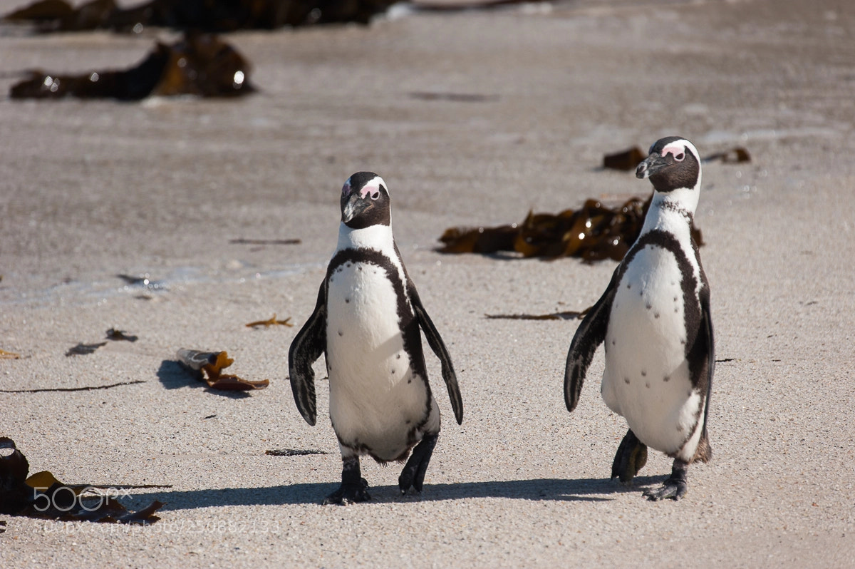 Nikon D700 sample photo. Penguin photography